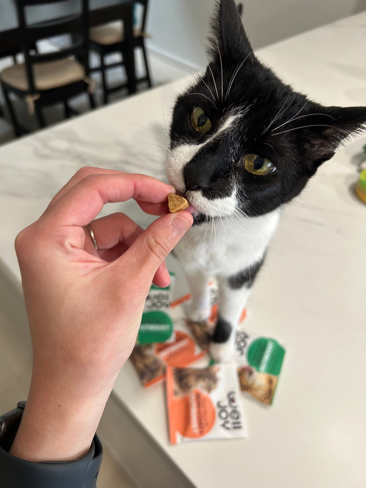 Murph trying Dental+ Treat for Cats