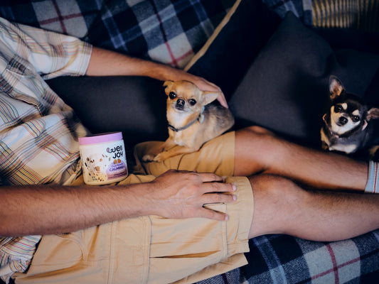 How do I raise an anxiety-free pet?