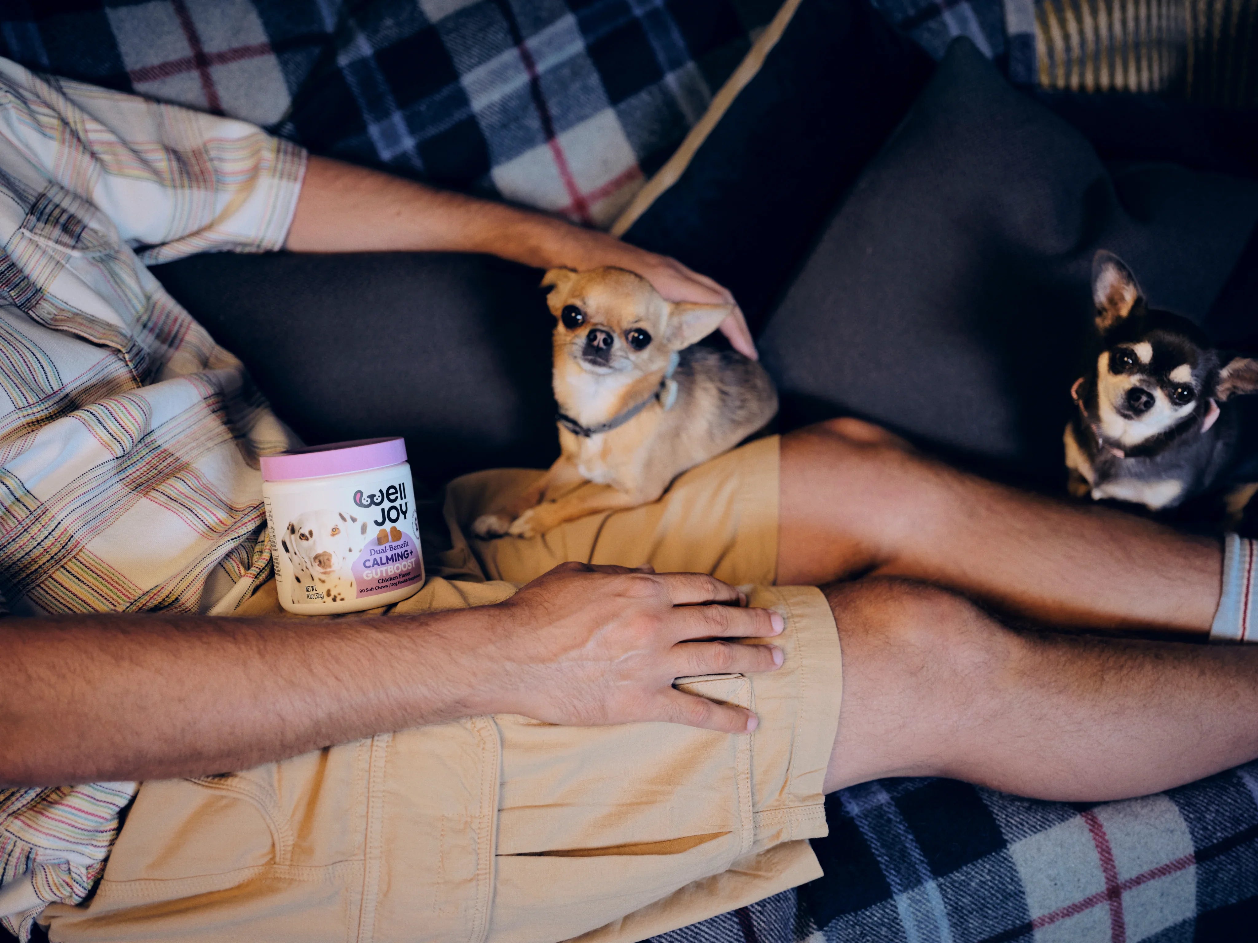 A Pet Loyalist’s guide to a happy Halloween for pets