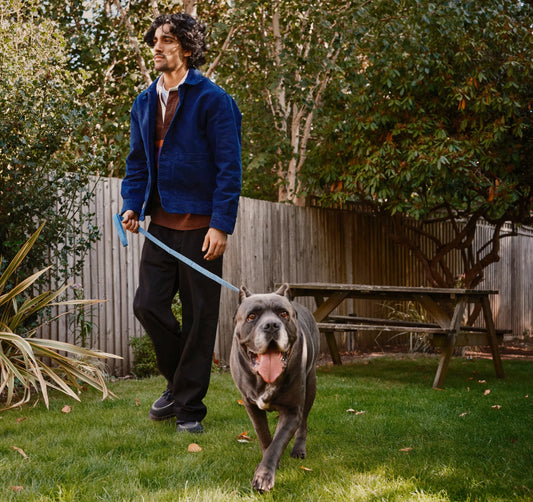 How boosting the gut can boost your pet’s joint health