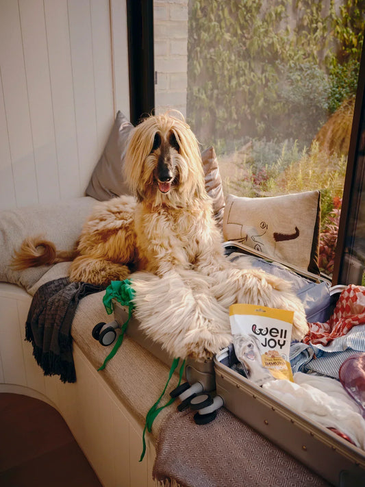 How do I make my pet’s vacation as happy as mine?