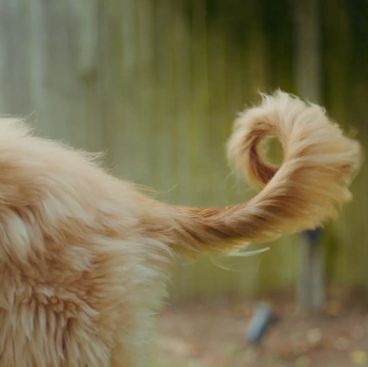 Dog joy 101: What’s my dog’s tail trying to tell me?