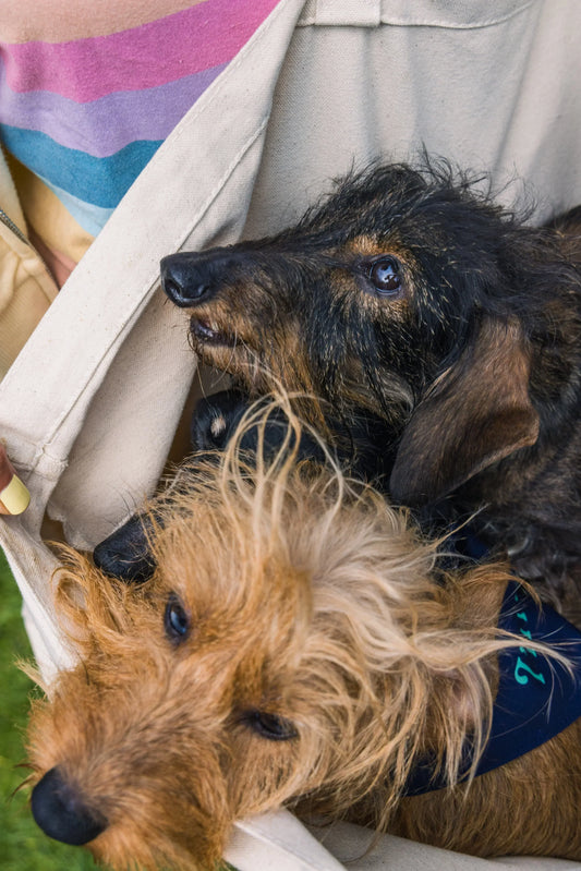 How to support your pet’s mental health: dignified seniors