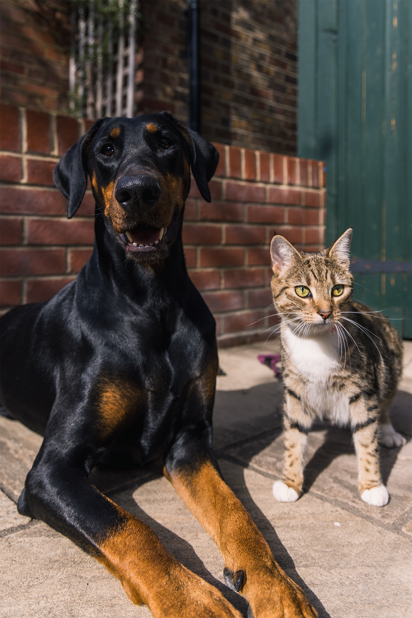 Double the joy: Helping your cat and dog become friends