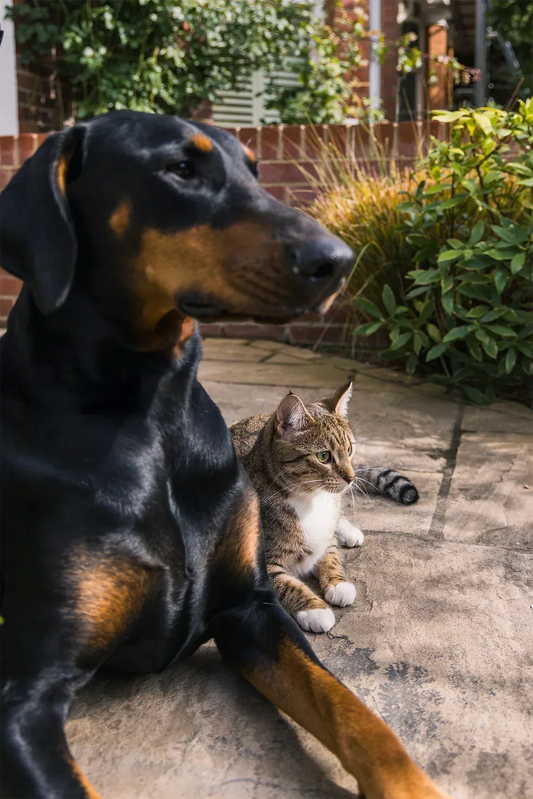 How to support your pet’s mental health: growing adults