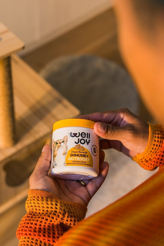 Setting up your cat’s supplement routine