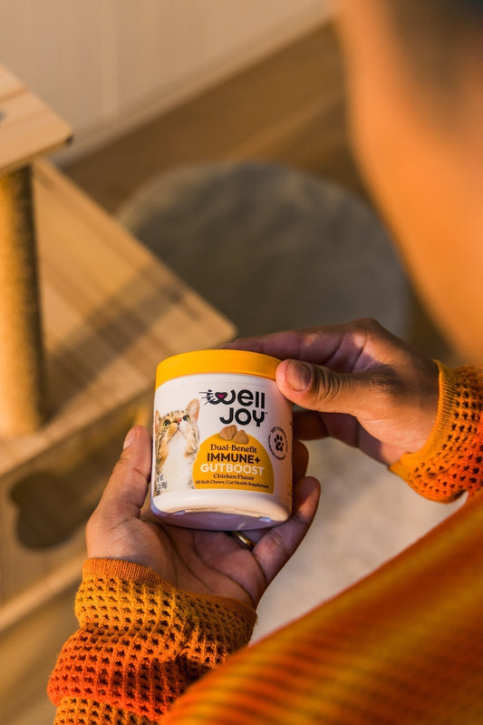 Setting up your cat’s supplement routine