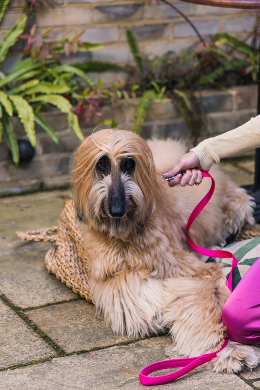 Surprising things affecting your pet’s gut