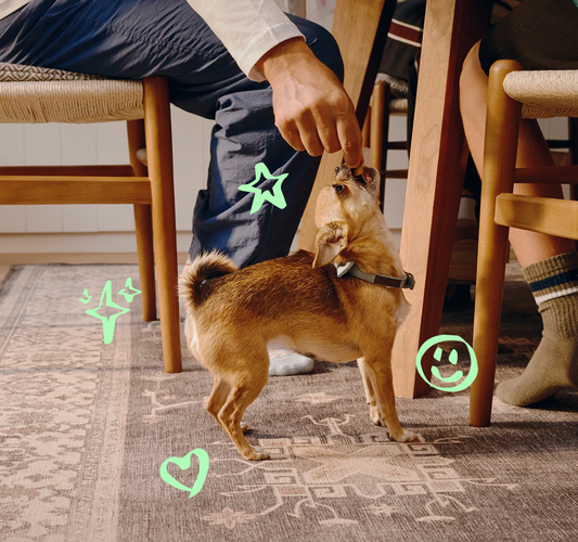 How to keep your pet joyful during the holidays