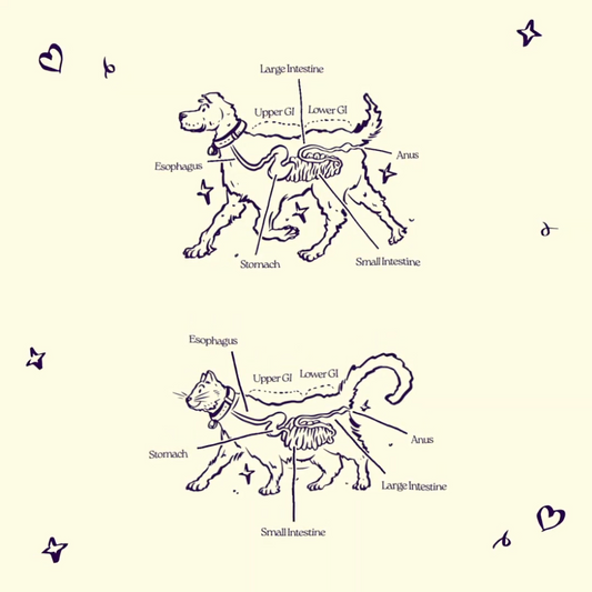 Signs that your pet’s gut needs a boost