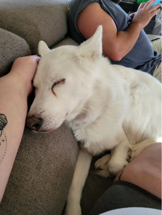 Pet Joy 101: Helping a rescue pet settle in