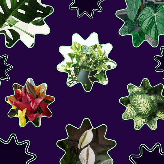Cat Joy 101: Which safe plants will my cat love too?