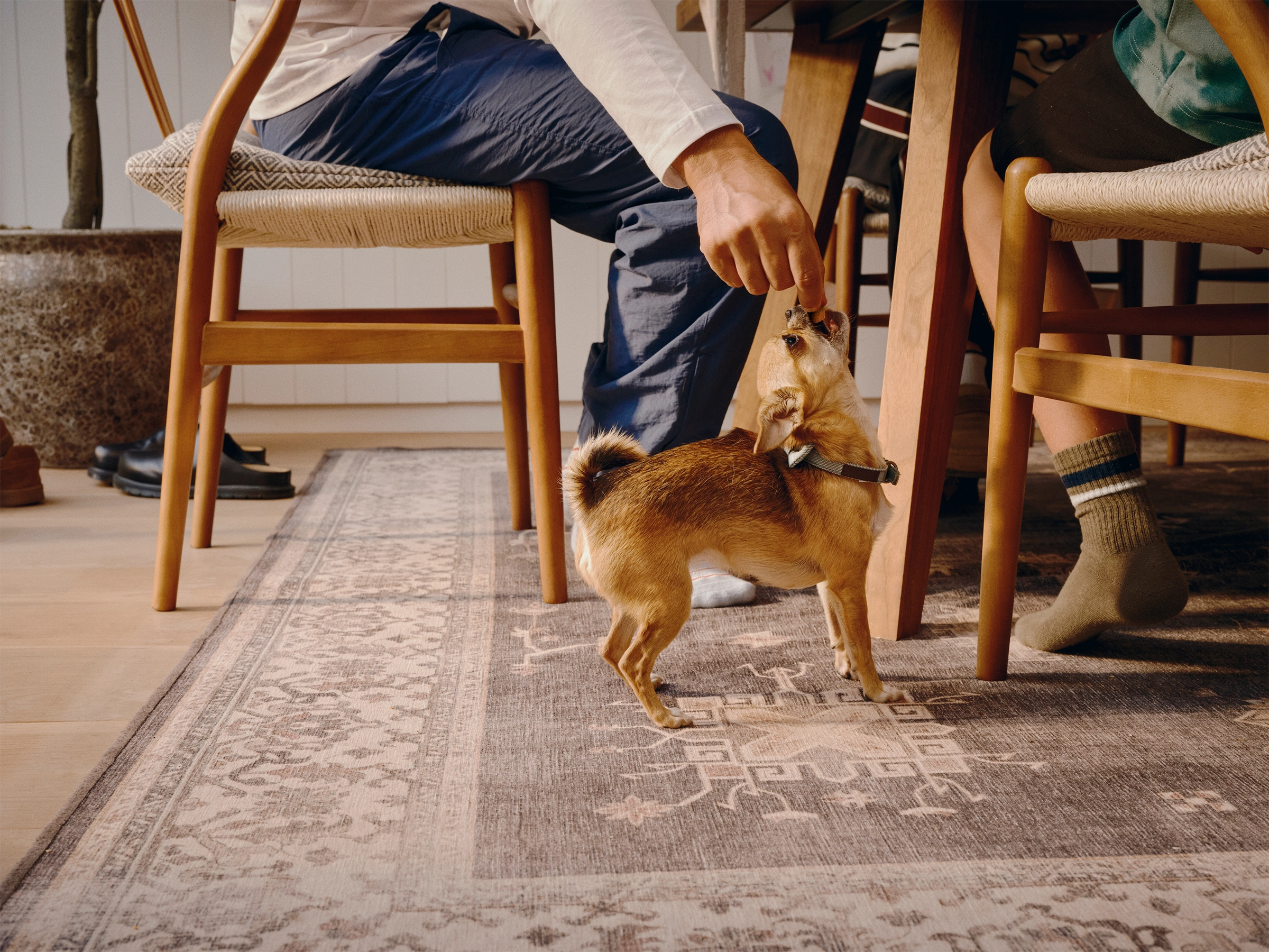 Dual-Benefit treats and supplements that boost pet wellbeing — and joy