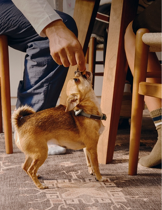 Dual-Benefit treats and supplements that boost pet wellbeing — and joy