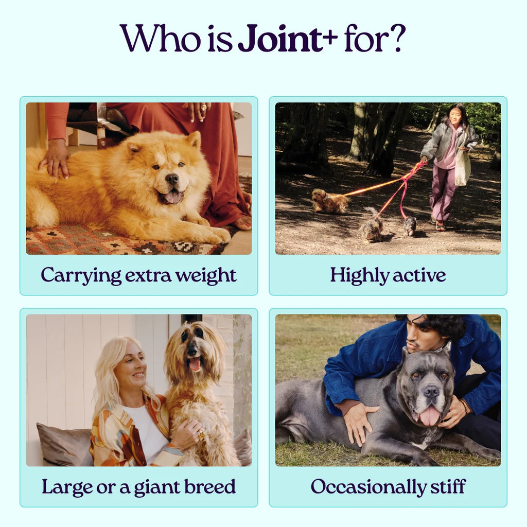Joint+ Supplements